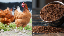 While poultry litter biomass has received a boost across the country, using ground coffee waste for a similar purpose is expanding outside of London